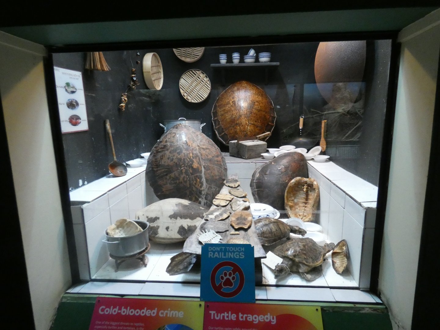 Former Annam leaf turtle display