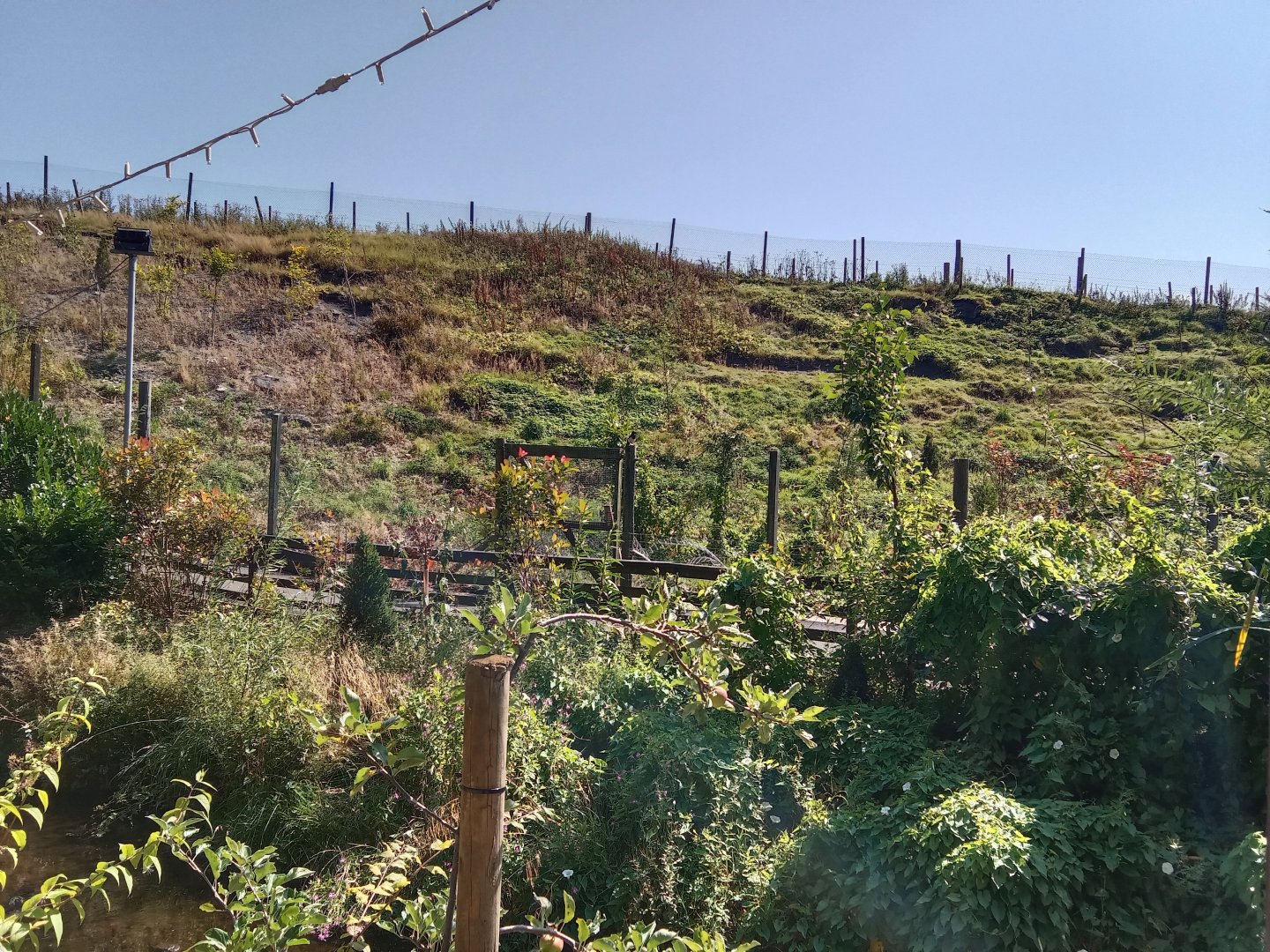 Former Aoudad Enclosure, 17.8.25