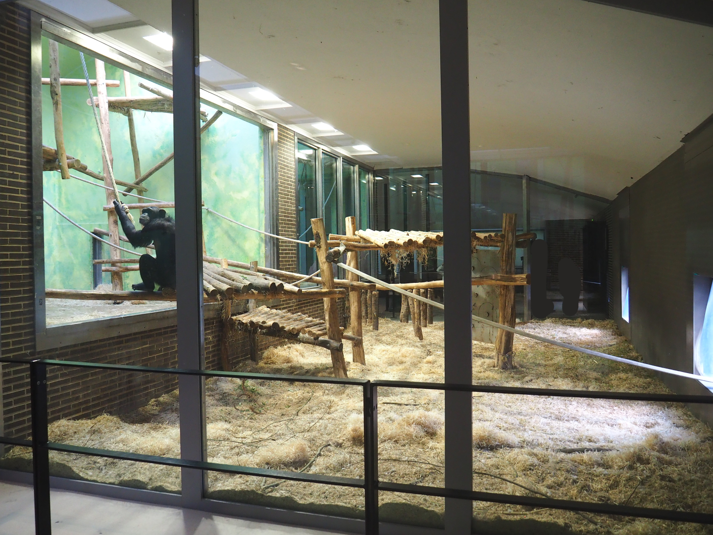 Former ape house visitor hallway, now part of chimpanzee exhibit connecting indoor and outdoor exhibits, 2022-05-26