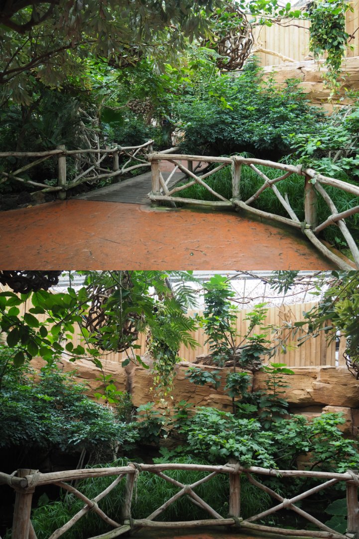 Former aracari area/current macaw area, 2020-09-03