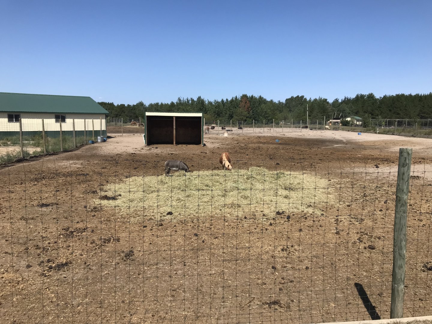 Former Asian savanna