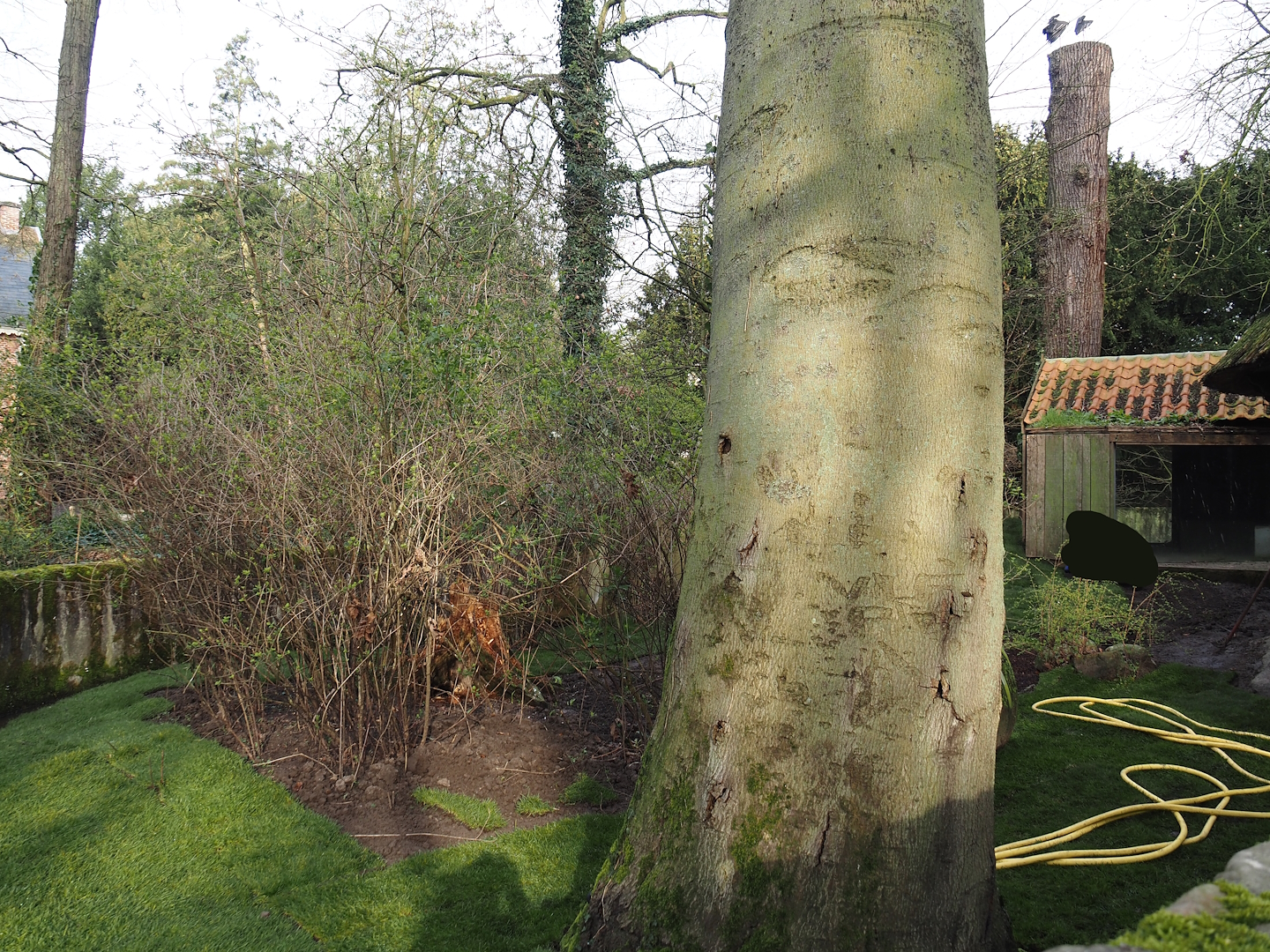 Former badger exhibit with new grass turf rolls being placed, 2024-03-20