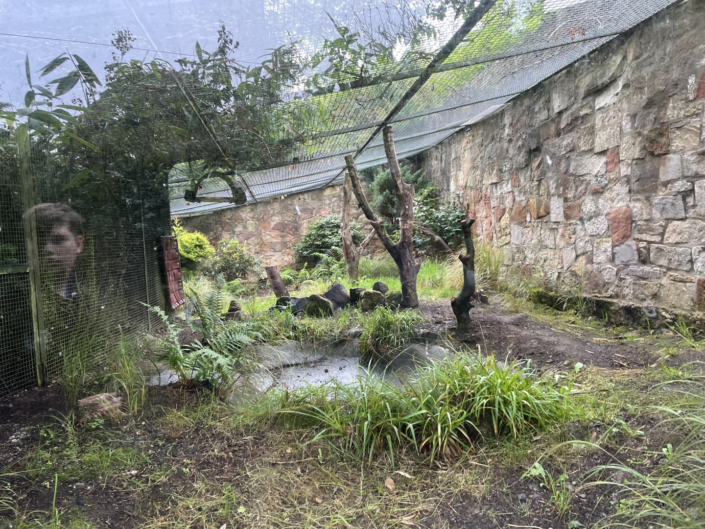 Former binturong enclosure (becomes pallas cat enclosure) 16.7.24