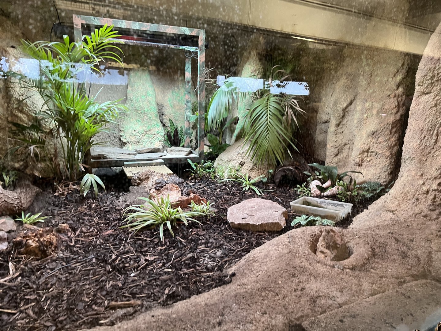 Former Black and white tegu enclosure 10.2.24