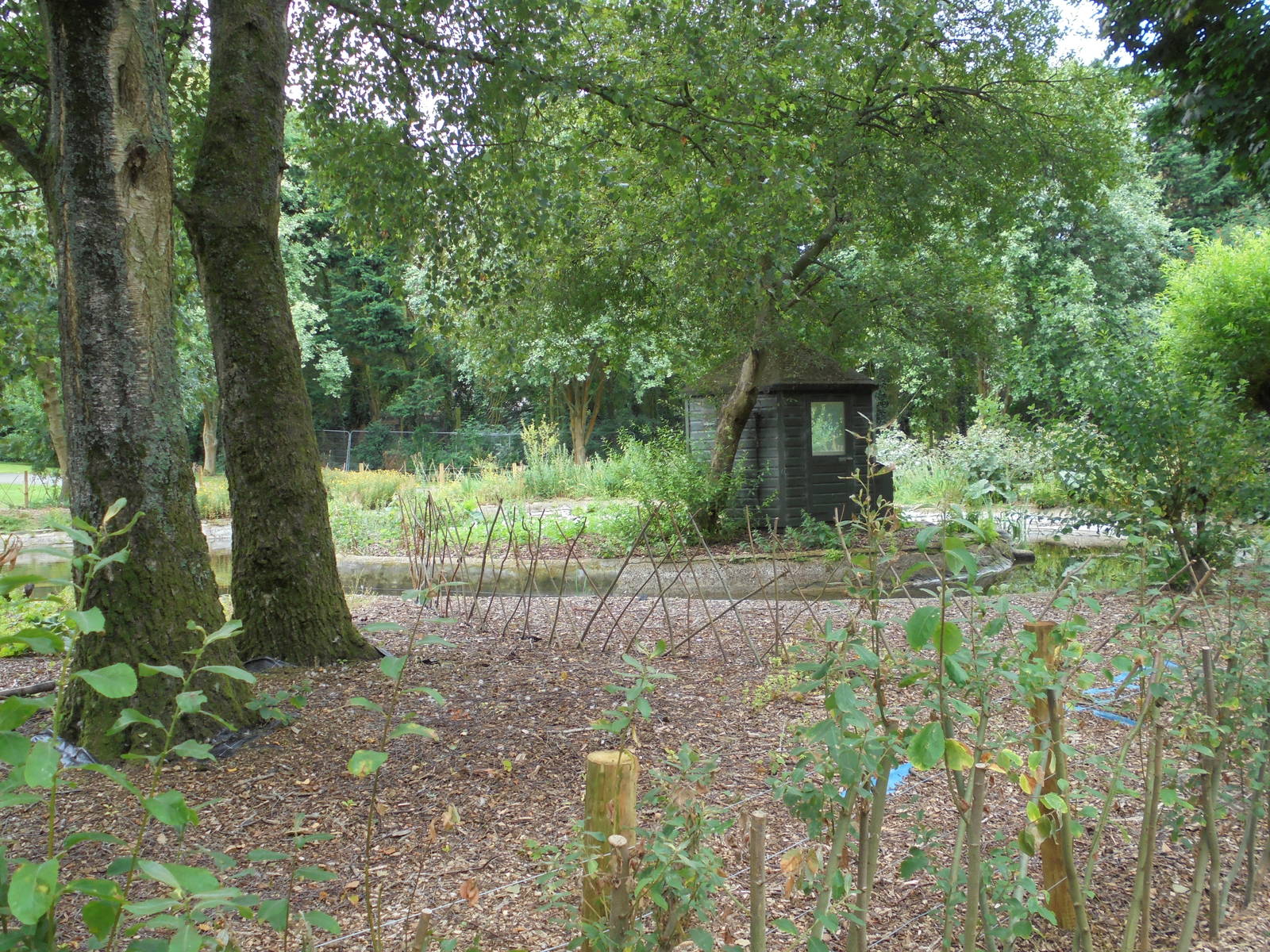 Former Black Swan Pond 201.