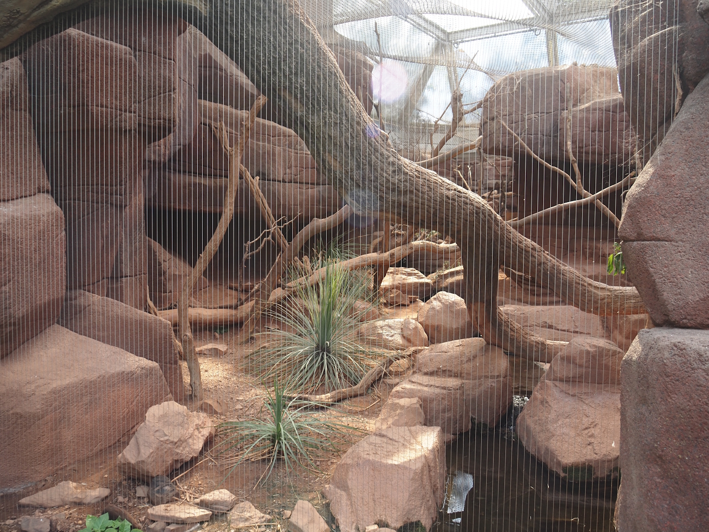 Former bobcat exhibit, 2025-05-17