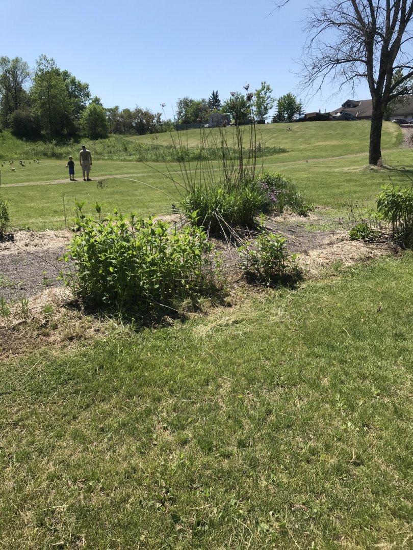 Former butterfly garden