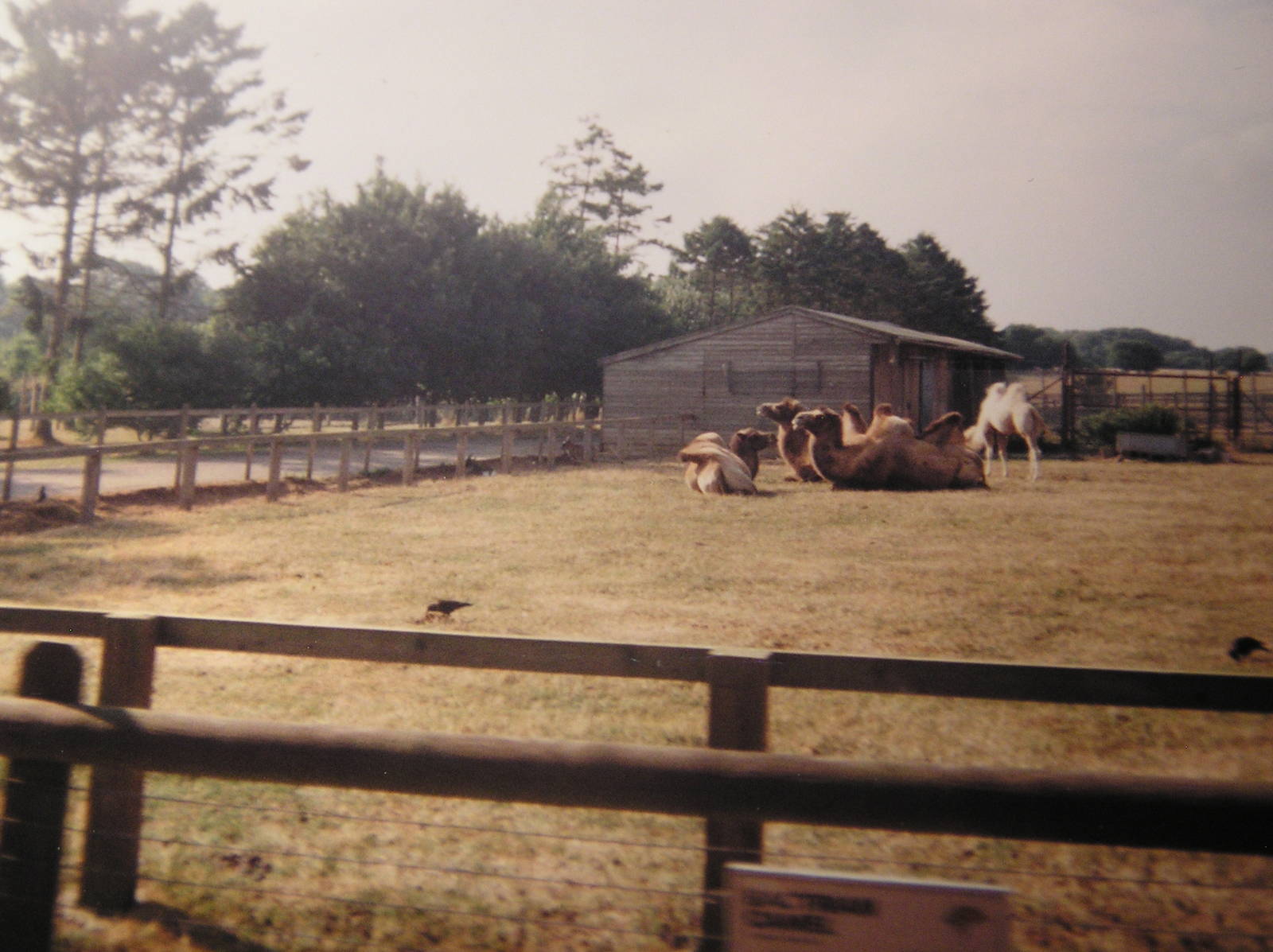 Former Camel Enclosure