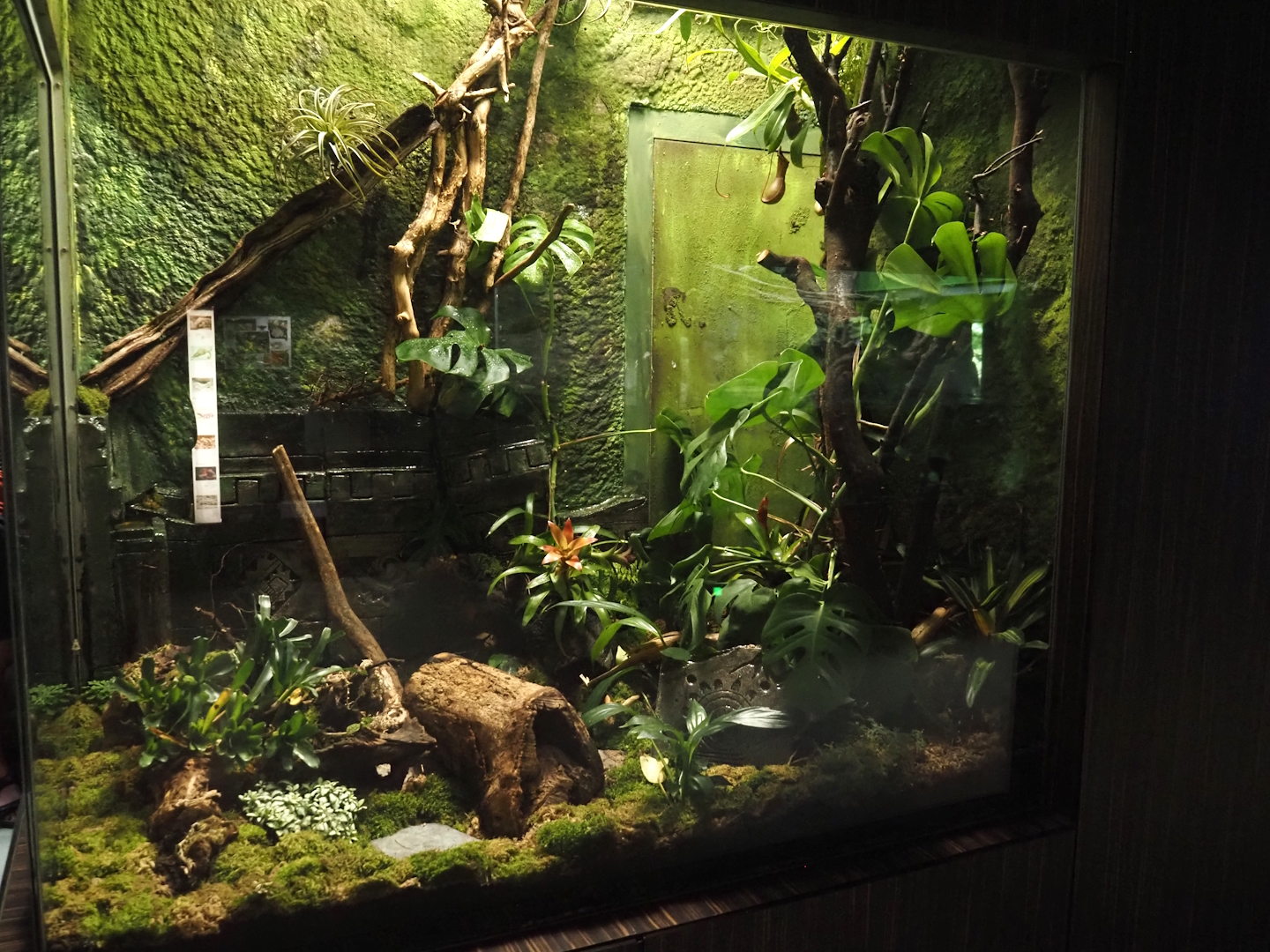 Former cane toad and mountain chicken frog terrarium in the reptile house being redone, with addition of some temple pieces, 2025-07-21