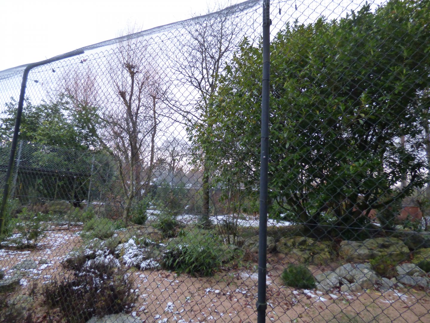 Former Cassowary/Cheetah enclosure (awaiting new inhabitants)
