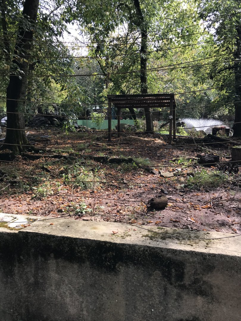 Former Chacoan peccary exhibit, remembering George(2000-2019) and Joanie(4/7/2001-present)