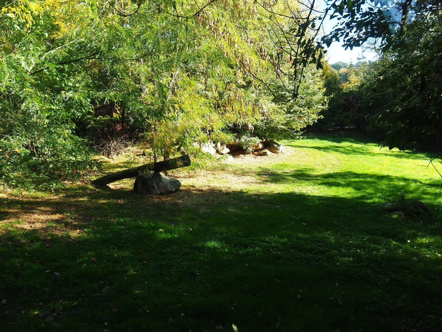 Former cheetah exhibit - Future African wild dog exhibit (Oct 13th, 2018)