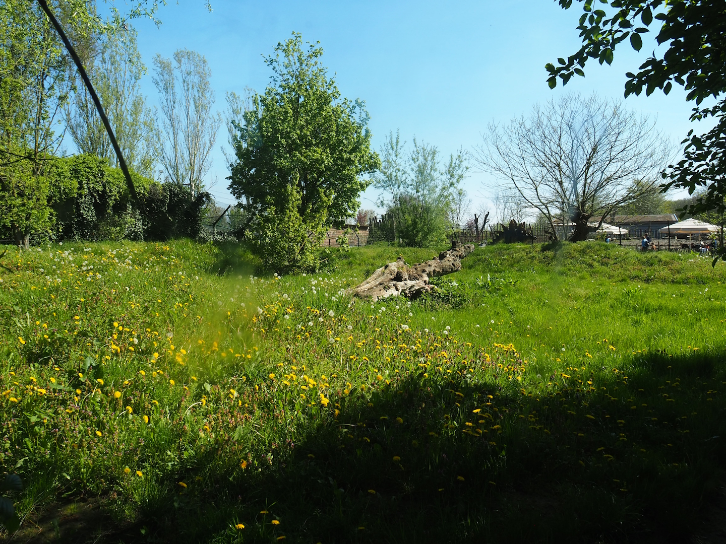 Former cheetah exhibit (To be added to renovated Amur tiger exhibit), 2023-04-30