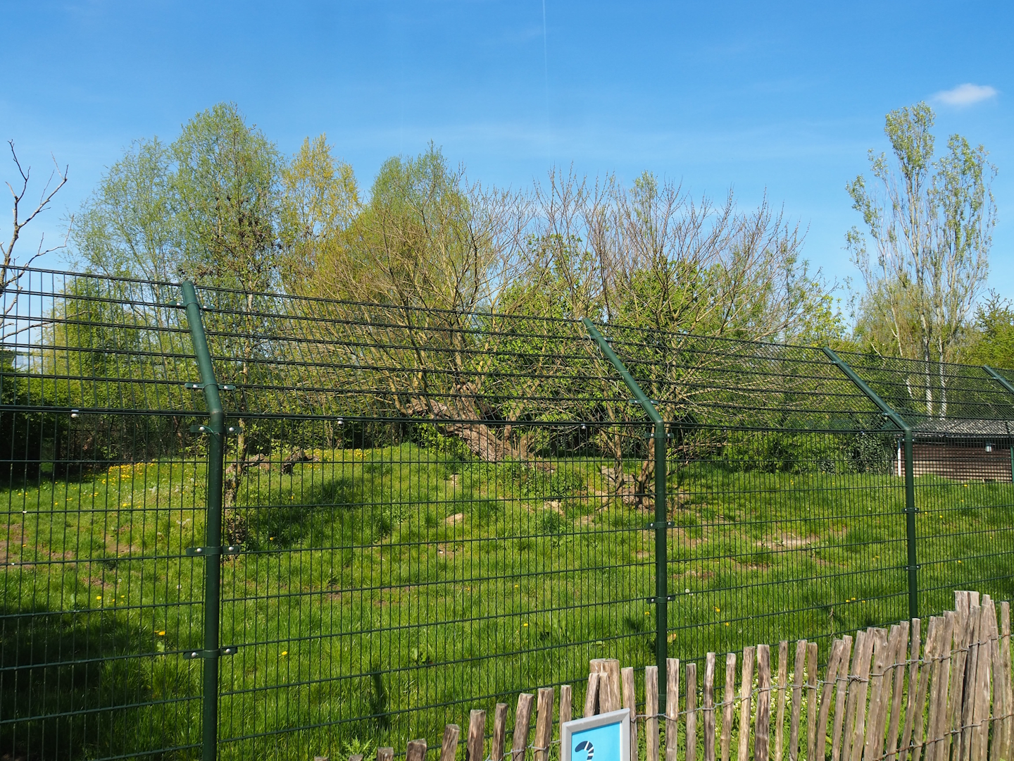Former cheetah exhibit (To be added to renovated Amur tiger exhibit), 2023-04-30