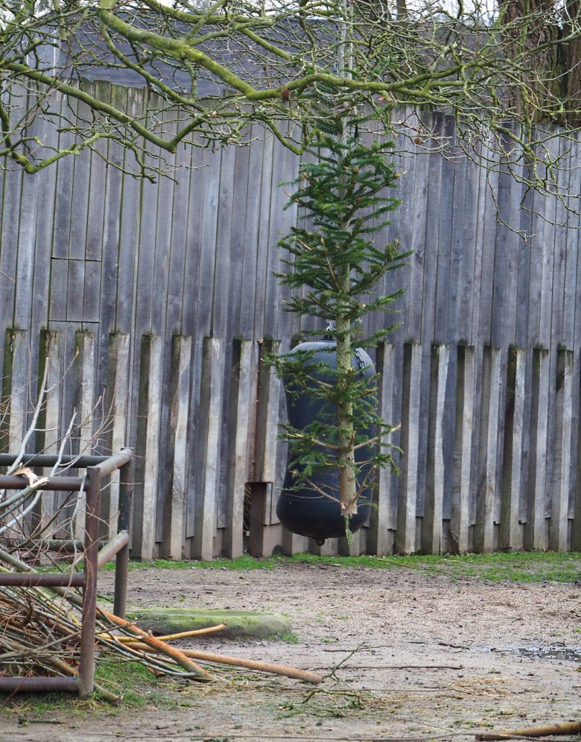 Former Christmas tree used for Indian rhinoceros enrichment, 2020-01-11