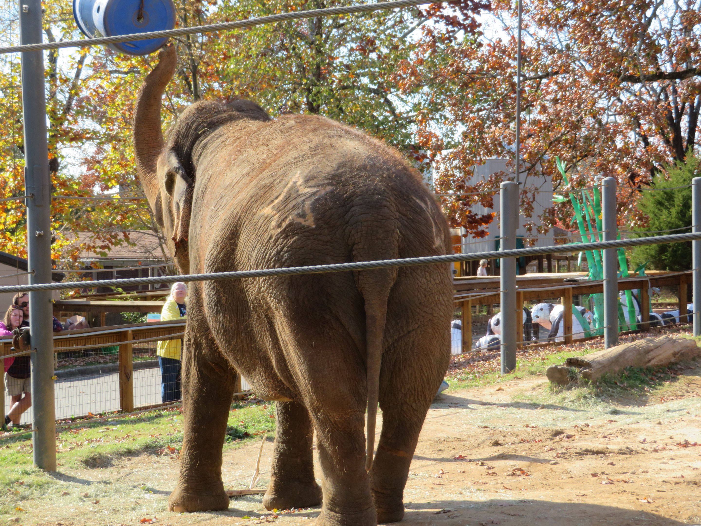 Former Circus Elephant