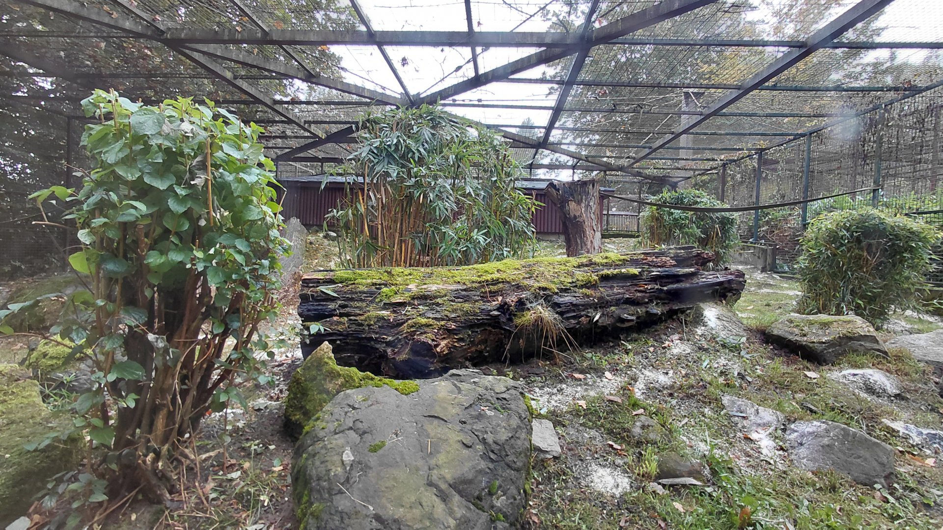 Former clouded leopard exhibit