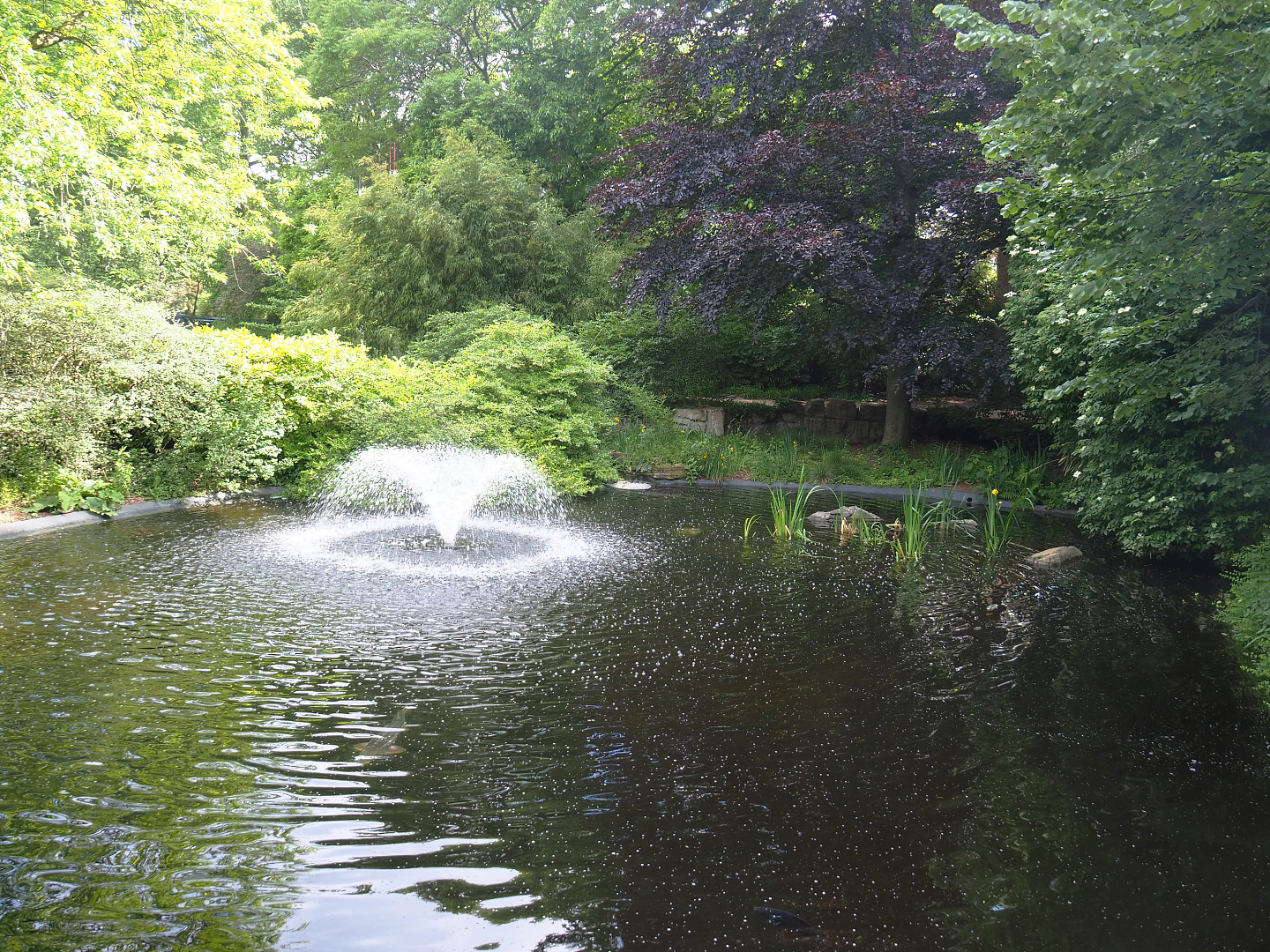 Former cormorant pond, 2022-05-26