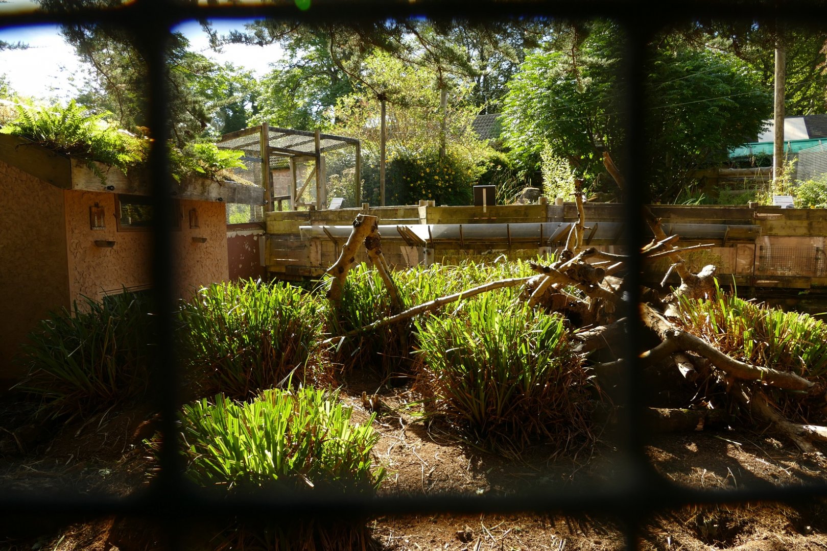 Former Cusimanse enclosure, September 2021