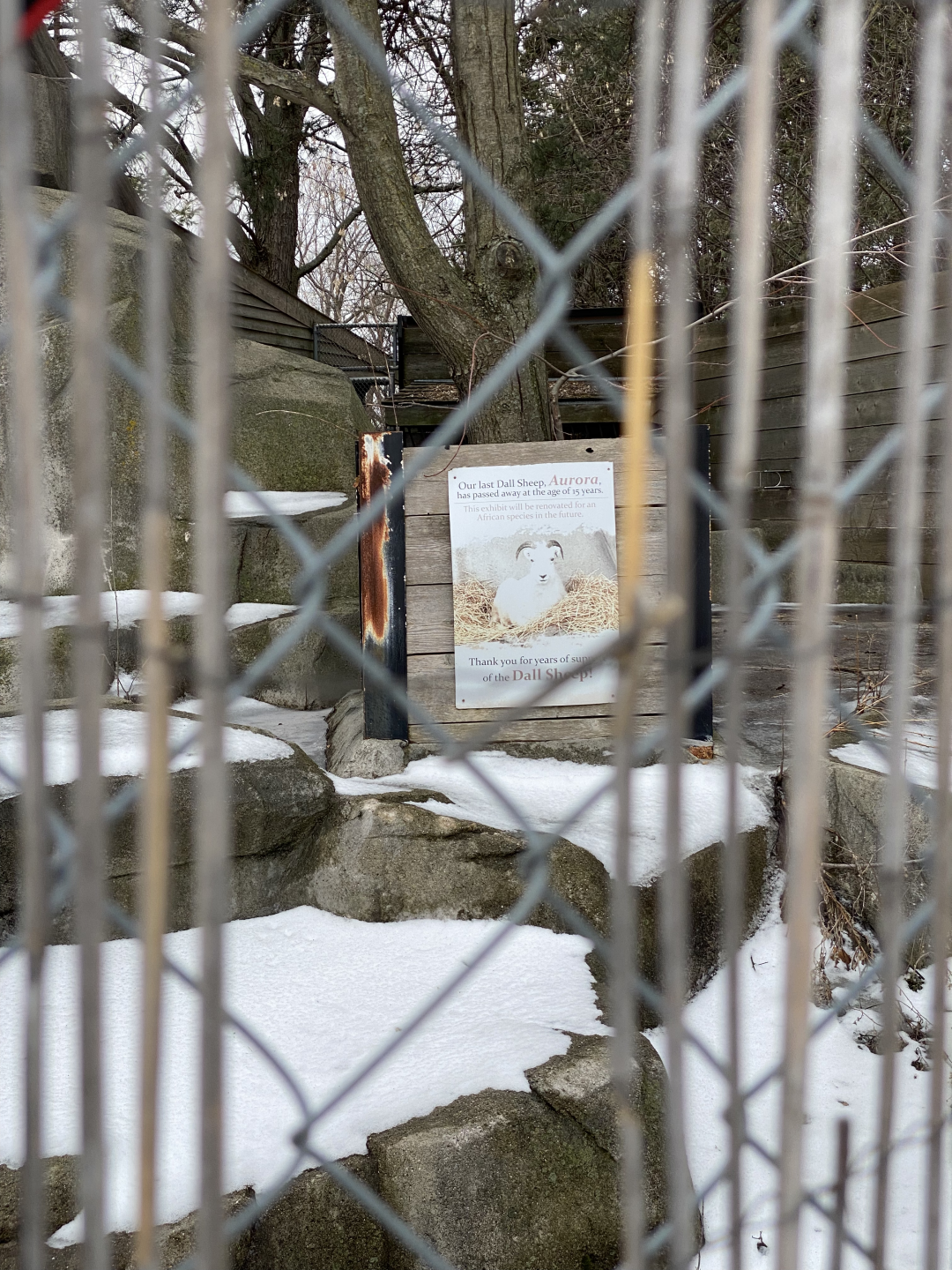 Former Dall sheep exhibit