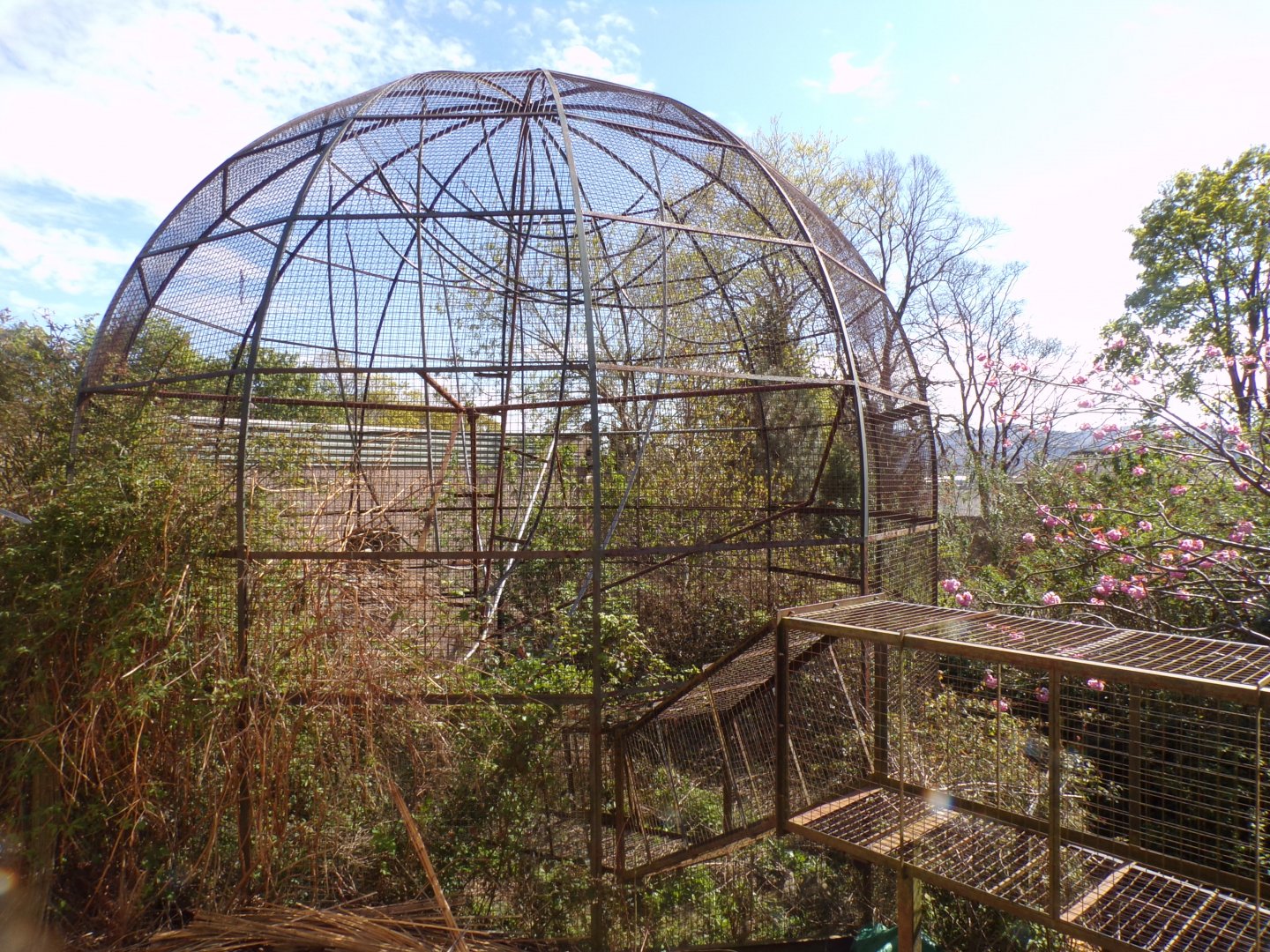 Former drill enclosure (last monkey house dome cage) 20.4.25