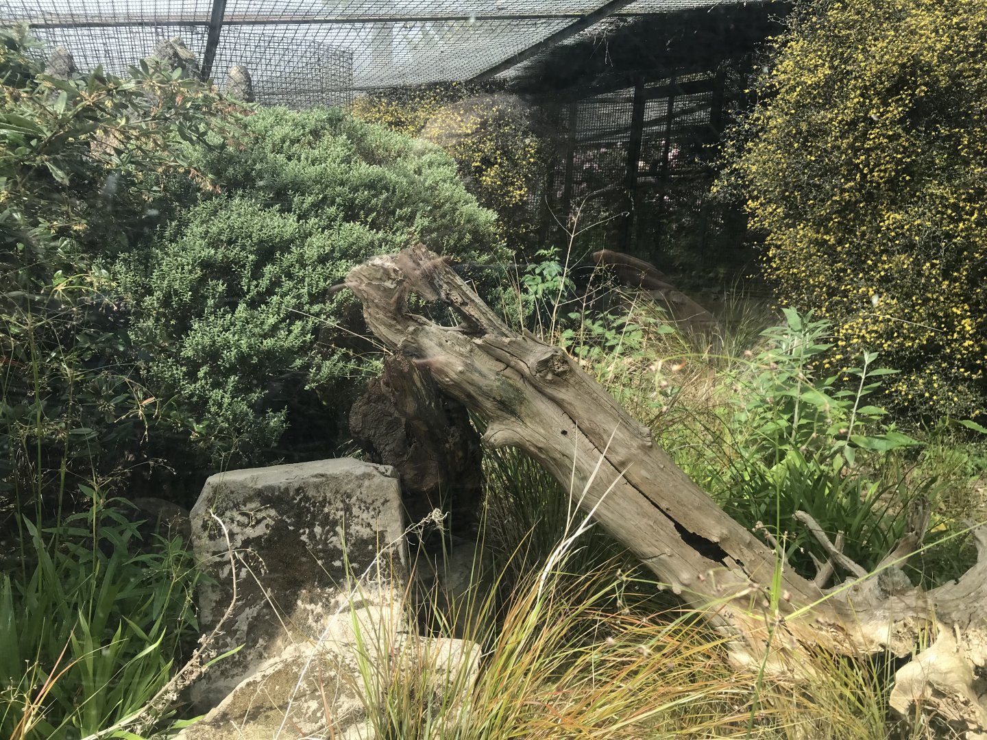 Former dwarf mongoose enclosure