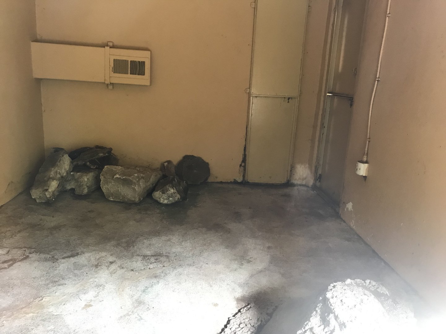 Former dwarf mongoose indoors