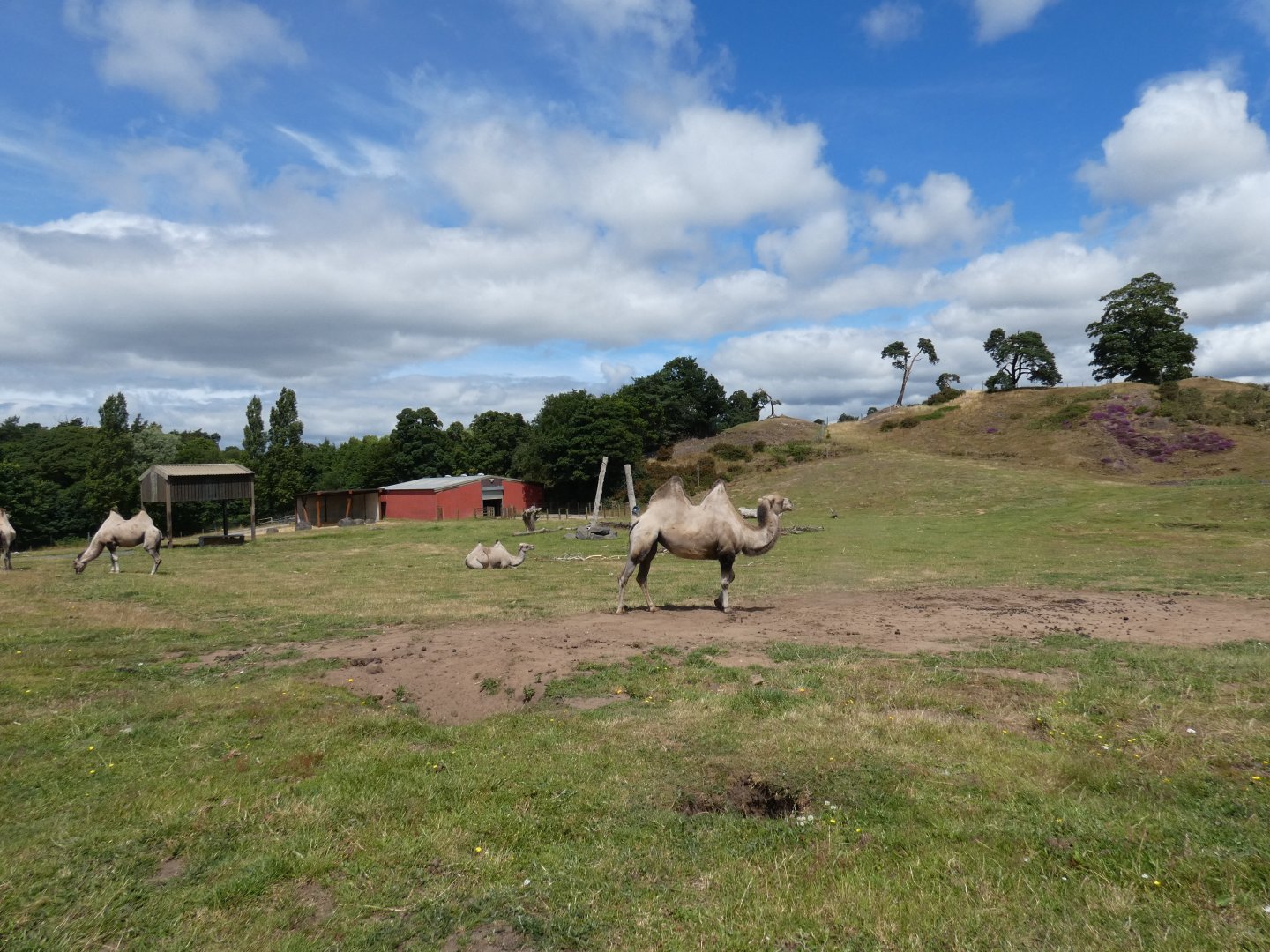 Former elephant enclosure (now home to Bactrian camels)