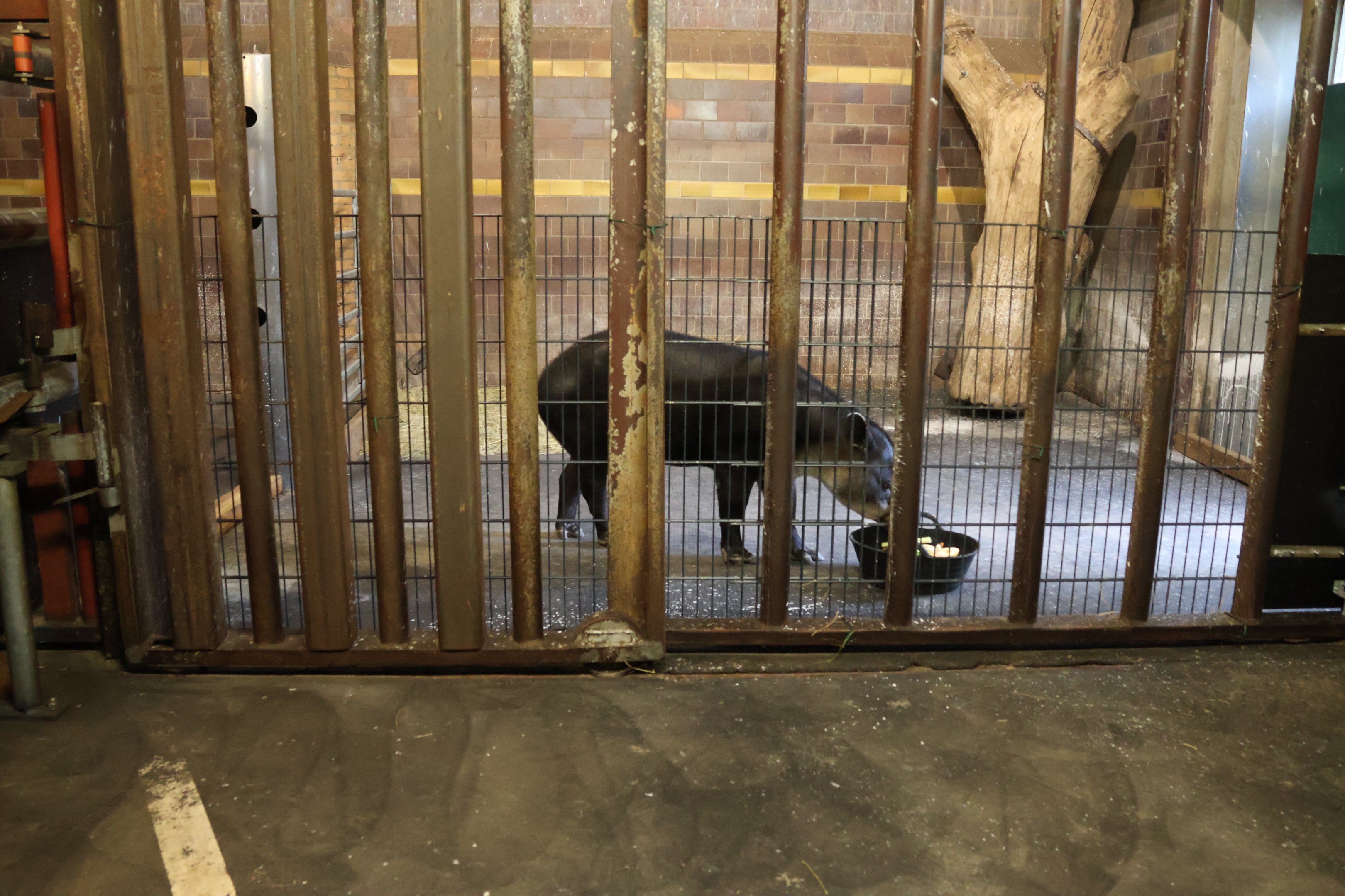 Former Elephant House - Baird's Tapir (Tapirus Bairdii)