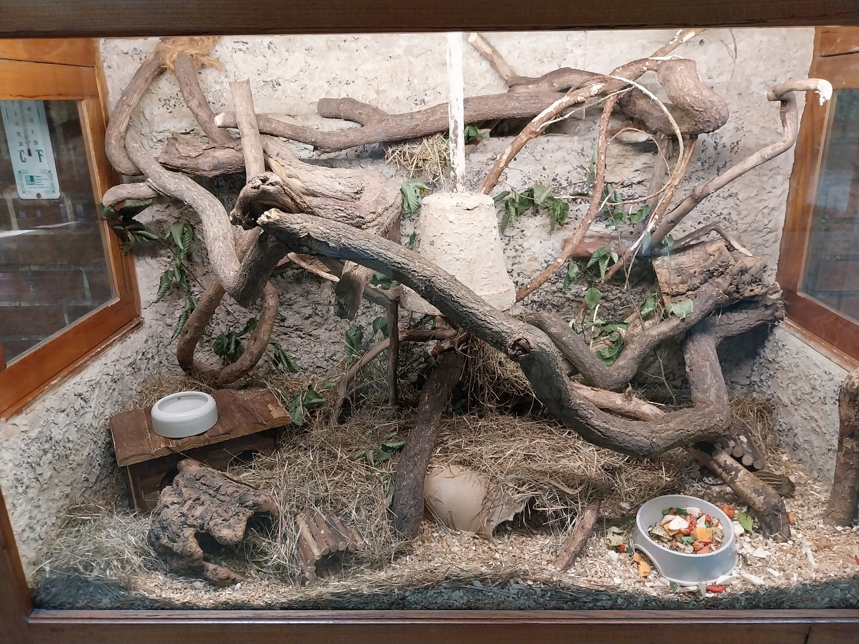 Former Elephant House - Barbary Striped Grass Mouse (Lemniscomys barbarus)