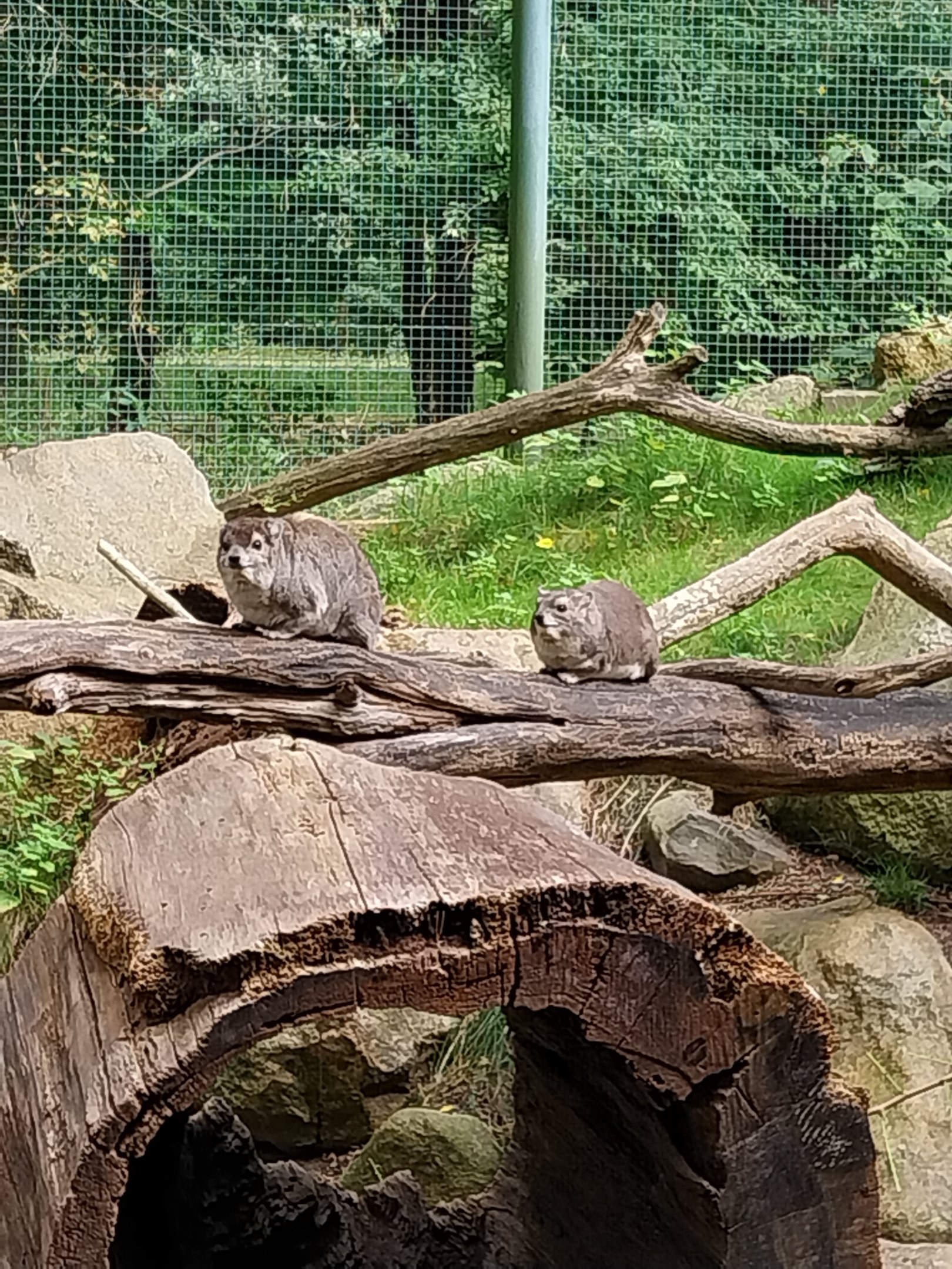 Former Elephant House - Mixed species enclosure