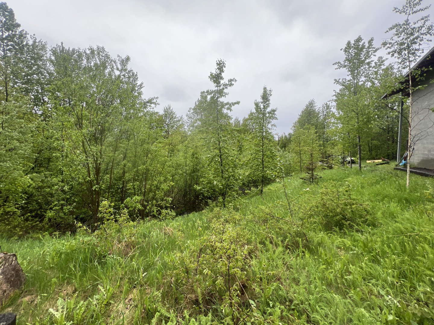 Former Elephant Yard…now Restored Campbell Creek
