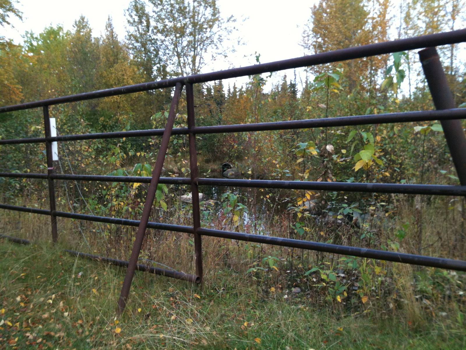 Former Elephant Yard; soon to be Moose Habitat.