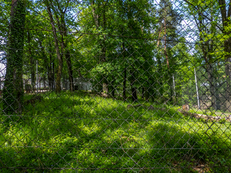 former enclosure of wolves