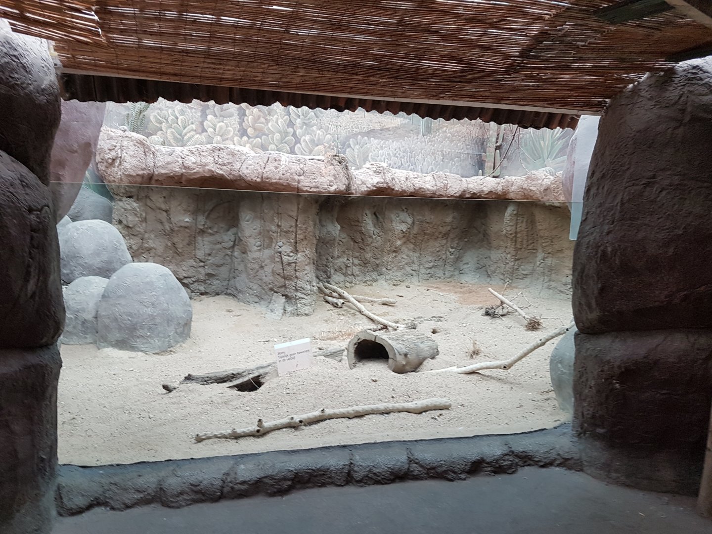 Former enclosure Rock squirrel