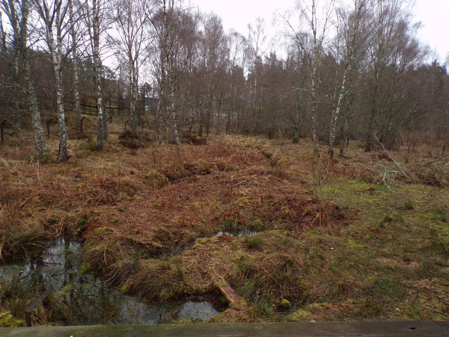 Former Eurasian beaver enclosure 5.4.24