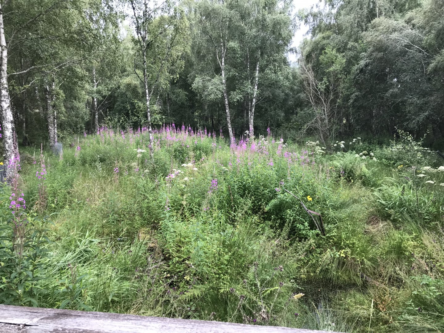 Former Eurasian beaver enclosure