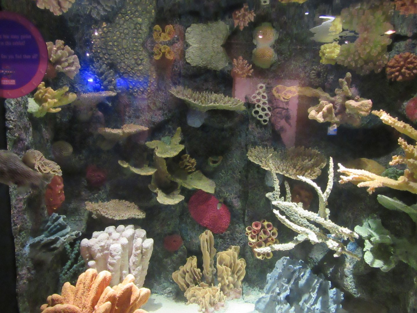 Former Garden Eel Exhibit Redecorated