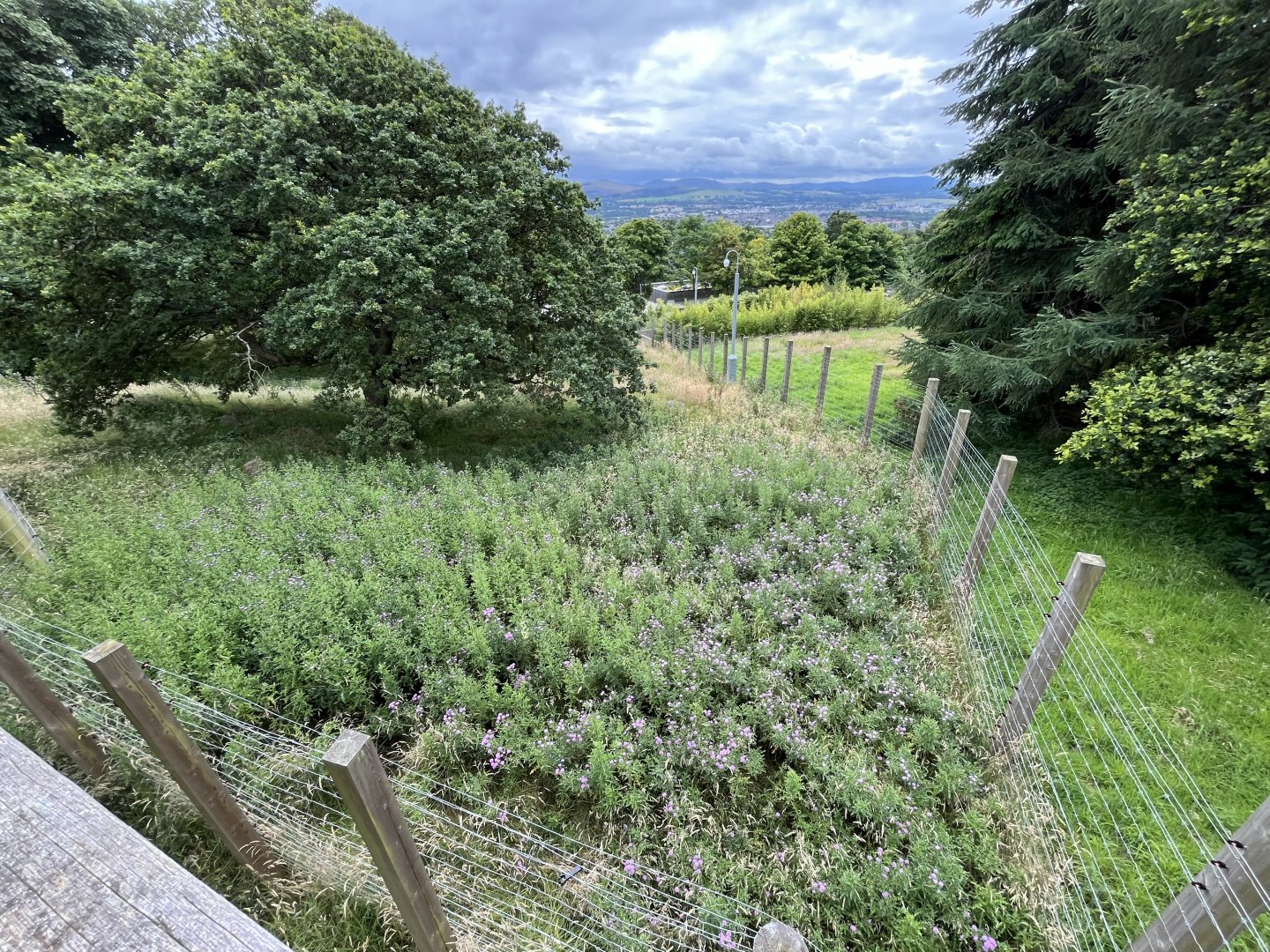 Former giant panda enclosure (to be sloth bear) 22.7.24