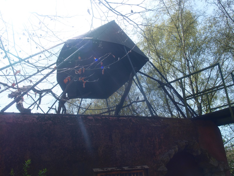 Former gibbon cage (April 19th, 2015)