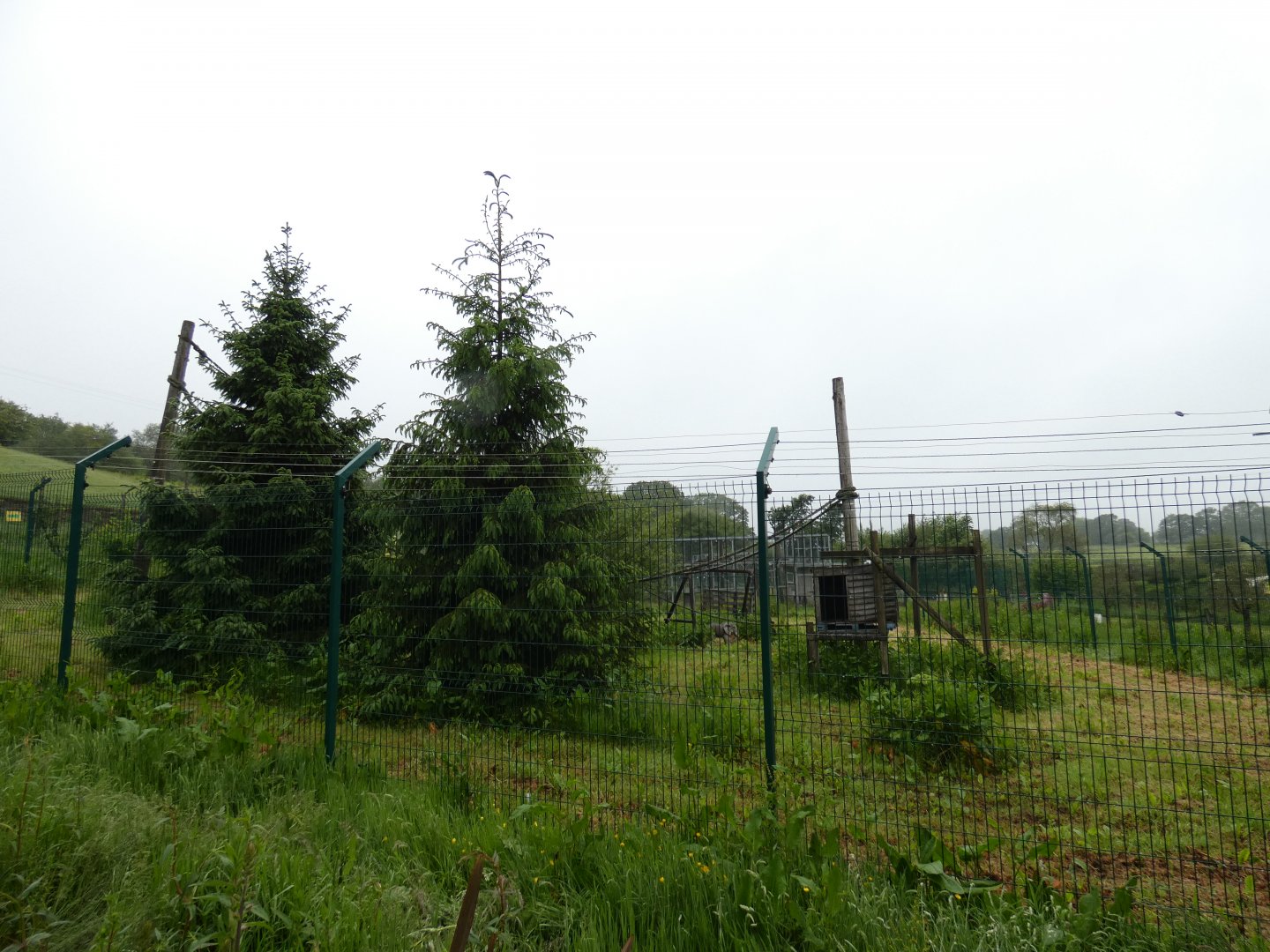 Former gibbon enclosure