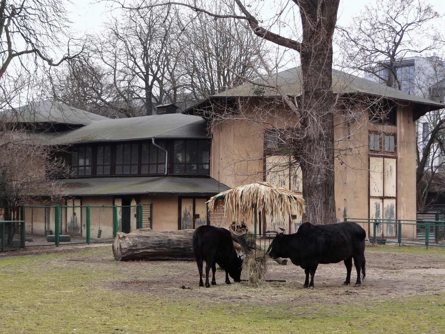 Former Giraffe/Elephant House