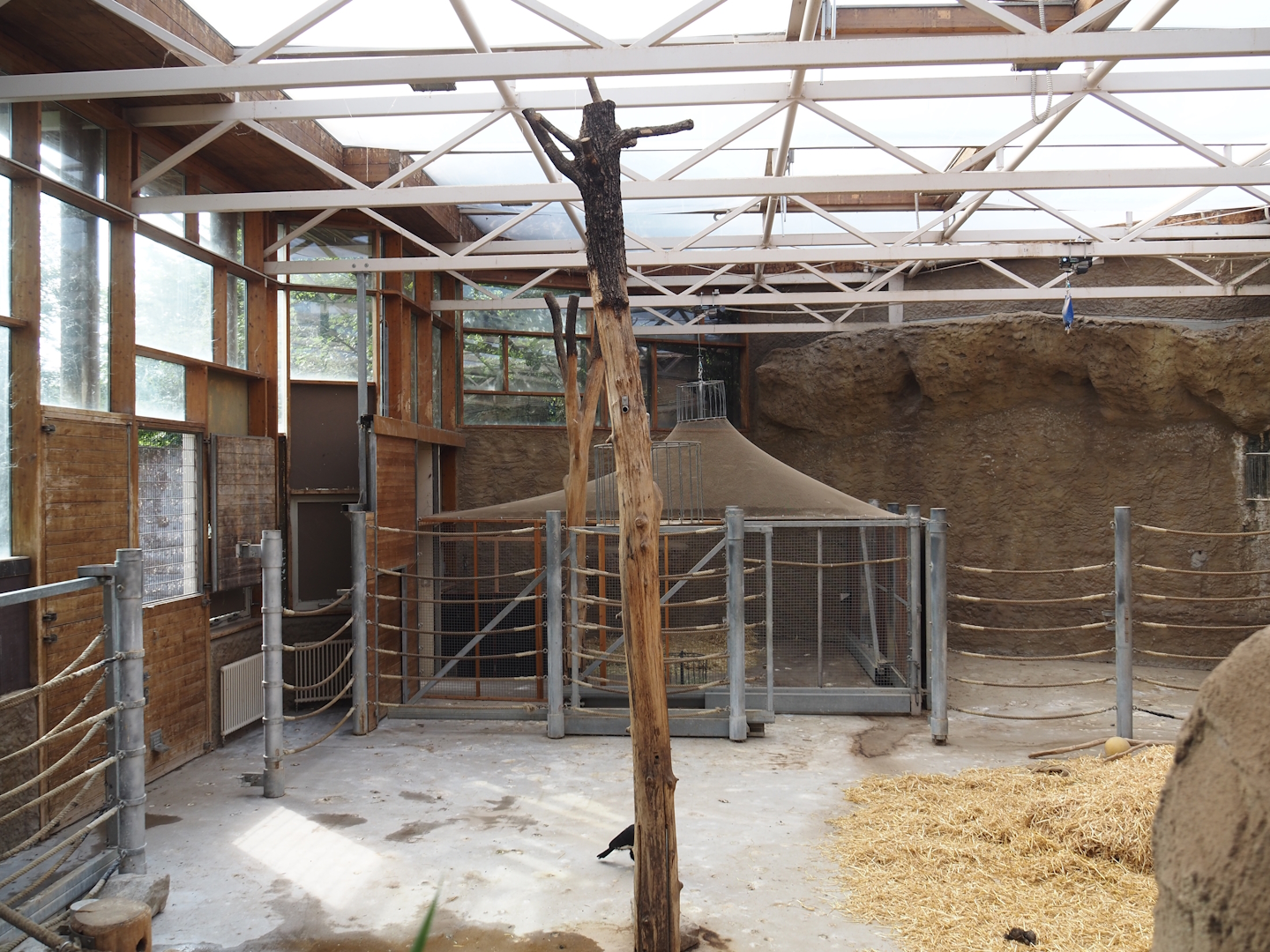 Former giraffe house, currently home to southern ground hornbills, greater rheas, Patagonian maras and vicuñas, 2024-06-08