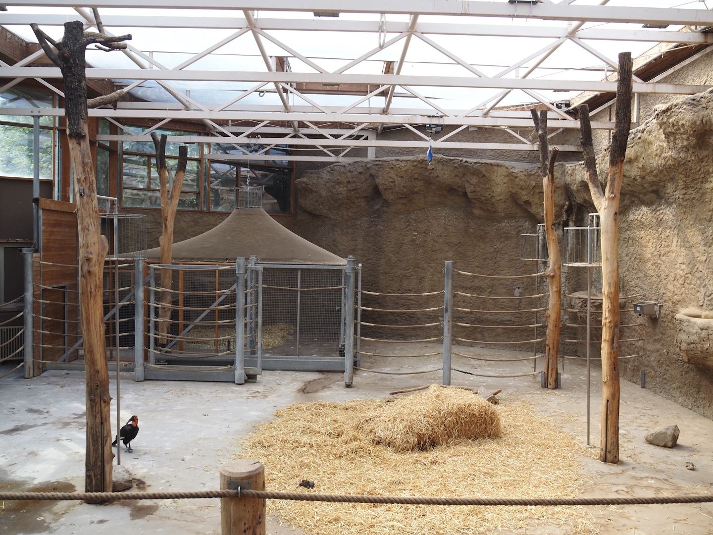 Former giraffe house, currently home to southern ground hornbills, greater rheas, Patagonian maras and vicuñas, 2024-06-08