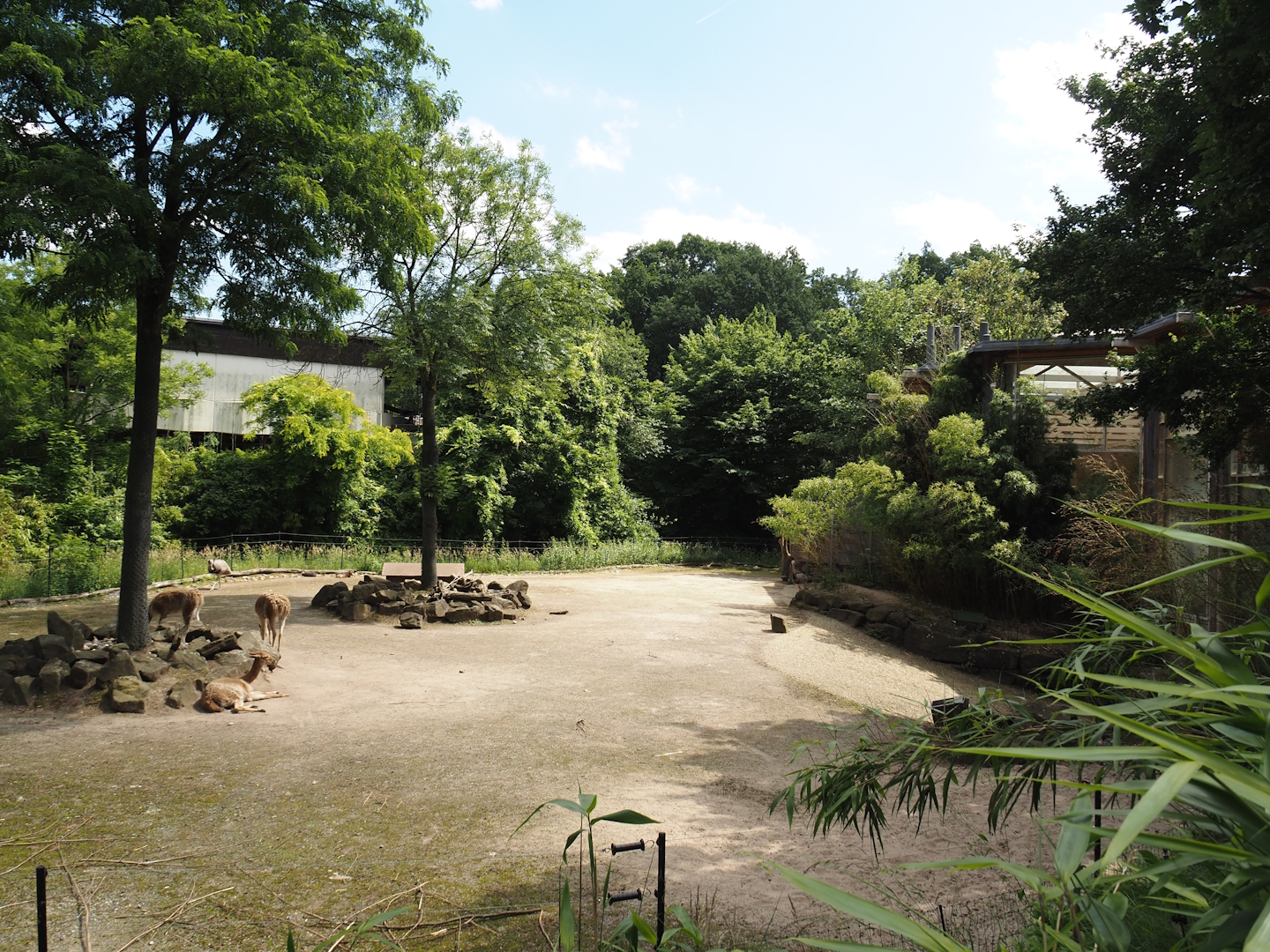 Former giraffe paddock, currently temporarily home to Greater rheas, Patagonian maras and Vicuñas, 2024-06-08