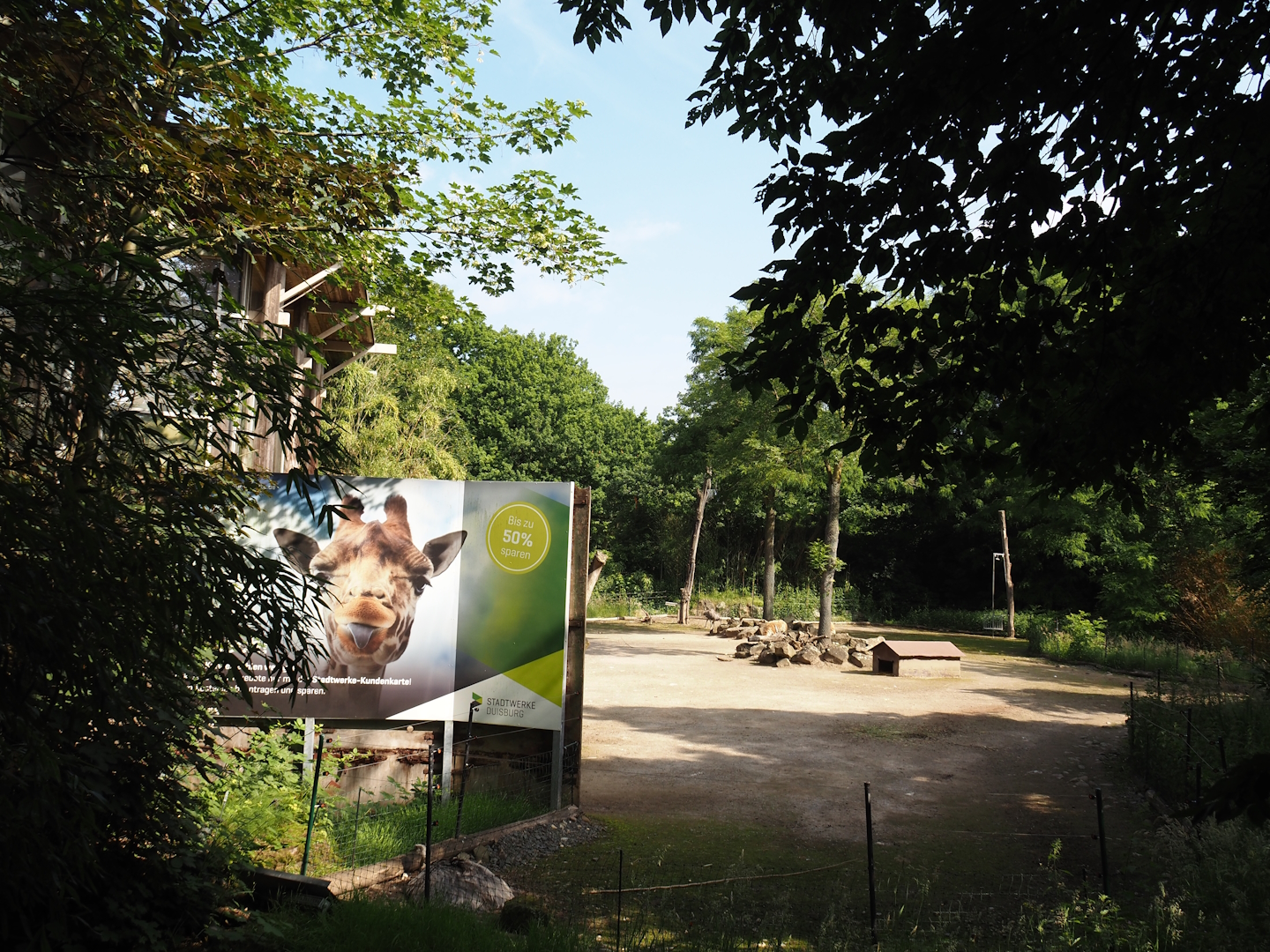 Former giraffe paddock, now temporary Greater rhea, Patagonian mara and Vicuña paddock, seen from the Mülheimer Straße, 2024-06-08
