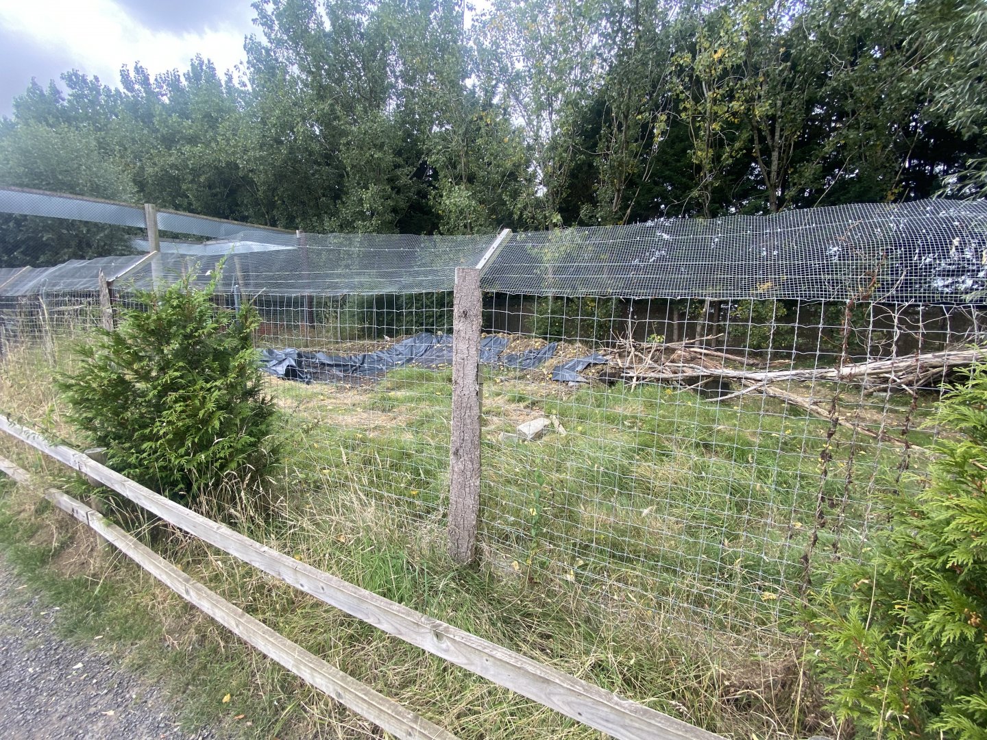 Former Golden jackal exhibit 040824