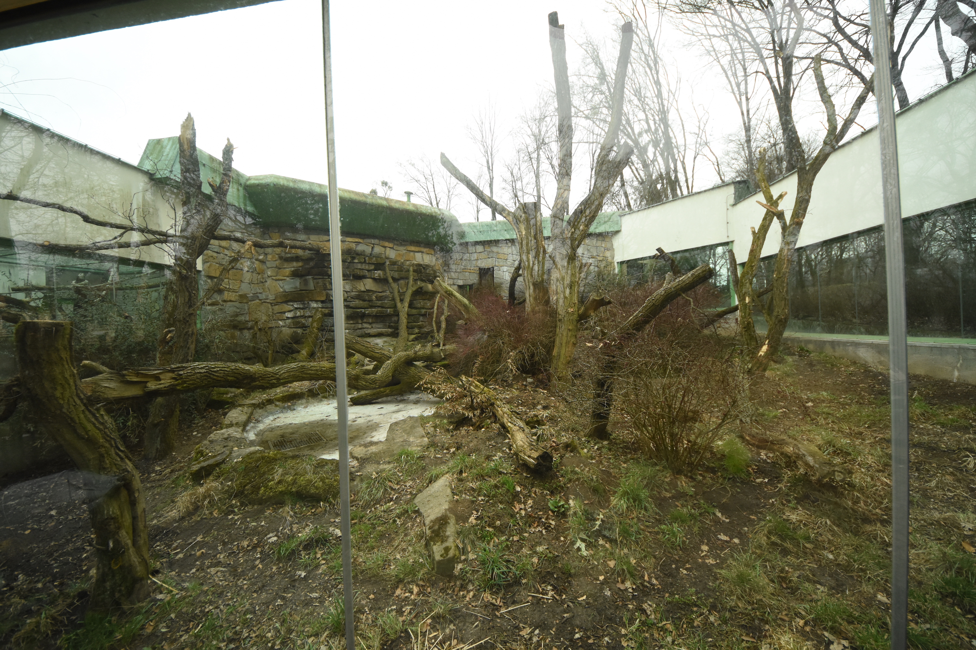 Former gorilla outdoors