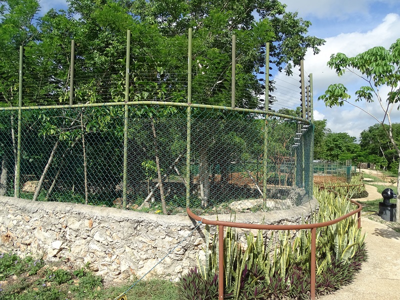 Former Guatamalan howler enclosure