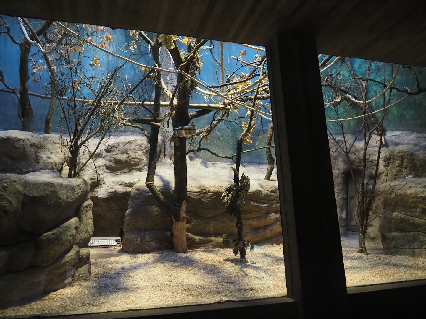 Former Hamlyn's monkey exhibit repurposed to Golden-headed lion tamarin exhibit, 2024-08-28